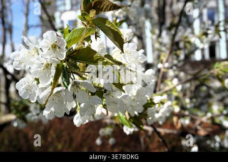 Nahaufnahme der weißen Blüten eines wilden Kirschbaums (Prunus avium) Stockfoto
