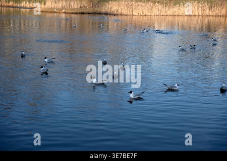 Friedliche Szene mit schwarzköpfigen Möwen, die über einen tiefblauen Teich neben einer goldenen Schilfküste schweben, in sanften Licht am späten Nachmittag, ruhigen Wellen Stockfoto