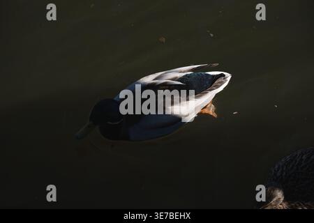 Einsamer männlicher Stockenten, der auf einem dunkelgrünen Teich driftet, teilweise beleuchtet durch dramatisches Seitenlicht, das schillernden Kopf, graue und weiße Federn, OR, enthüllt Stockfoto
