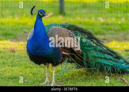 Ein hochwertiges Vollprofil-Bild eines gewöhnlichen Pfauzens (Pavo cristatus), der elegant auf grünem Gras in einem Park steht. Das Foto fängt perfekt das B ein Stockfoto