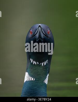 Gemeinsamen Loon schwimmen Stockfoto