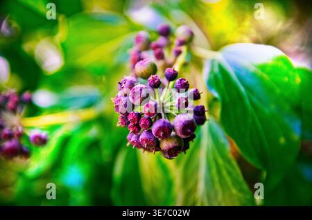 Nahaufnahme von Purple Evy Beries (Hedera Helix) im Sonnenlicht Stockfoto