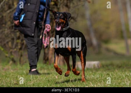 Aktiver Doberman Pinscher spielt und läuft auf grünem Gras im Park Stockfoto