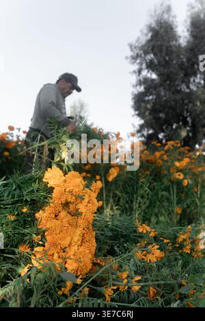 Ein mittelalter hispanischer Mann erntet mexikanische Ringelblume im Blumenfeld Stockfoto