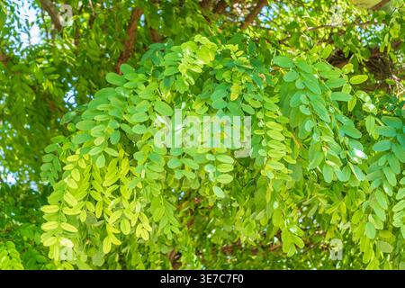 Akazienblätter auf dem blauen Himmel Hintergrund im Sommer Sonnenschein. Selektiver Fokus auf üppig grüne Akazienblätter gegen einen blauen wolkenlosen Himmel. Stockfoto