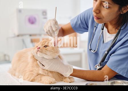 Hispanische Tierärztin mit Stethoskop mit Handschuhen Putzohr einer auf dem Tisch liegenden Ingwerkatze in der Klinik Stockfoto