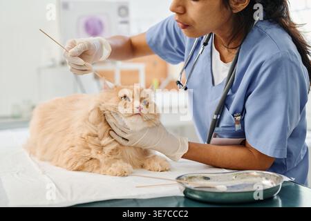 Zugeschnittenes Bild einer hispanischen Tierärztin mit Stethoskop mit Handschuhen Putzohr einer auf dem Tisch liegenden Ingwerkatze in der Klinik Stockfoto