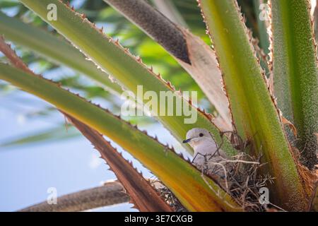 Eine ruhige Eurasische Taube sitzt aufmerksam in ihrem gut versteckten Nest, sorgfältig zwischen den dornigen Blättern einer robusten Kaktuspflanze in Te gebaut Stockfoto