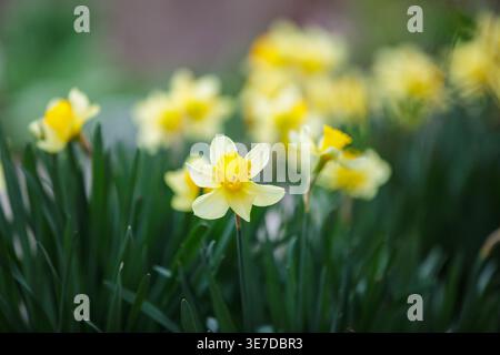 Gelbe Narzissenblüten in einem sonnigen Garten, perfekt für Osterkarten und Frühlingsangebote. Natürlicher floraler Hintergrund mit Kopierraum, keine Leute, Clos Stockfoto