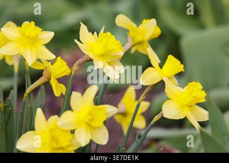 Eine Gruppe frischer gelber Narzissen blüht auf einem grünen, verschwommenen Hintergrund. Wunderschönes Frühlingskonzept für Ostern und Muttertagskarten, n Stockfoto