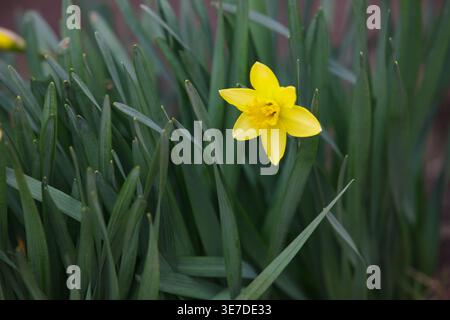 Vertikale Nahaufnahme einer gelben Narzissenblüte auf einem verschwommenen grünen Hintergrund. Minimalistisches Frühlingskonzept, keine Leute, Kopierraum. Stockfoto