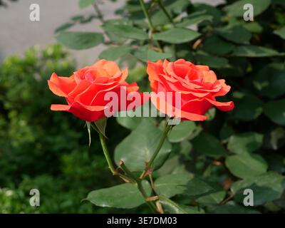 Zwei leuchtende orange chinesische Rosen (Rosa chinensis) blühen im Garten Stockfoto
