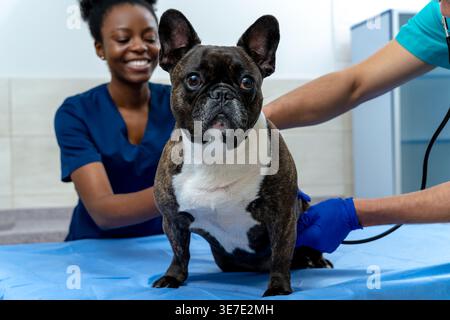 Schwarze Krankenschwester hilft indischem männlichen Tierarzt, der in der Klinik auf dem Bett sitzt Stockfoto