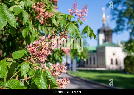 Rote Rosskastanienblüten mit Blättern im Kiewer Frühling, selektiver Fokus und Kirche im botanischen Garten Hintergrund Stockfoto