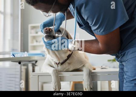 Schwarzer Tierarztmann untersucht Hundezähne in der Klinik Stockfoto