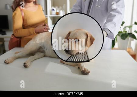 Asiatische weibliche Besitzerin spricht mit kaukasischem männlichen Tierarzt in der Nähe von Hund mit Plastik elisabethanischen Kragen um den Hals auf medizinischem Tisch in c... Stockfoto