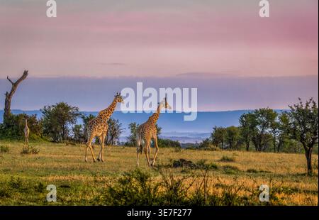 Masai Giraffen (Giraffa camelopardalis tippelskirchi) in Masai Mara, Kenia. Stockfoto