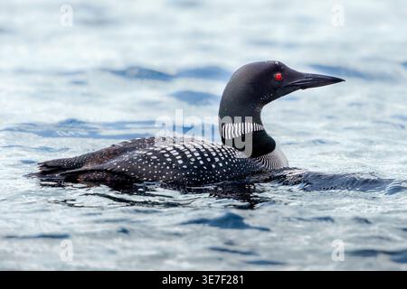 Gavia immer schwimmt auf dem Lac Grenier in den Laurentians, Quebec, Kanada. Stockfoto