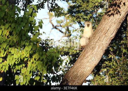 Grüne Meerkatze/Meerkatze/Cercopithecus aethiops Stockfoto