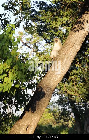 Grüne Meerkatze/Meerkatze/Cercopithecus aethiops Stockfoto