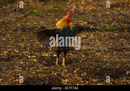 Erwachsener Junglefowl Gallus gallus steht in symmetrischer Haltung mit vollständig offenen Flügeln auf dem braunen Herbstgrund. Stockfoto