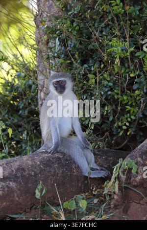 Grüne Meerkatze/Meerkatze/Cercopithecus aethiops Stockfoto