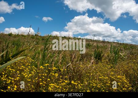 Nahaufnahme von gelben Wildblumen und Flachspflanzen, die auf einer Wiese unter einem hellblauen Himmel wachsen Stockfoto
