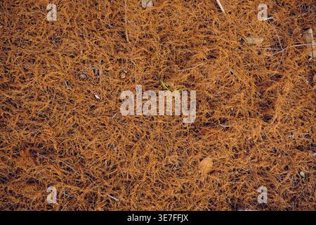 Eine hochwinklige Textur des Waldbodens, bedeckt mit einer dicken, gleichmäßigen Schicht aus getrockneten, braunen Kiefernnadeln und Zweigen Stockfoto