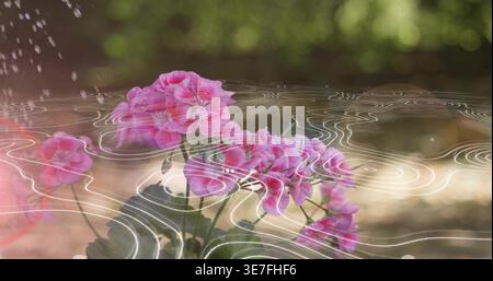 Zeigt eine Gruppe rosafarbener Blüten auf Gartenboden, mit grünen Blättern, Tropfen, Wellenüberlagerung Stockfoto