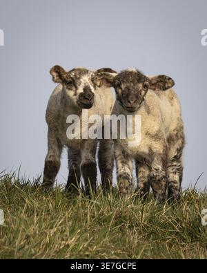 Zwei Lämmer stehen zusammen auf einem grünen Feld und scheinen neugierig zu sein Stockfoto