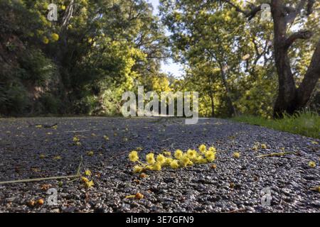 Aus der Nähe gefallene Mimosa-Blüten, die im Winter auf nassem Asphalt entlang der Straße Col du Canadel mit mediterraner Vegetation in der Nähe verstreut sind Stockfoto