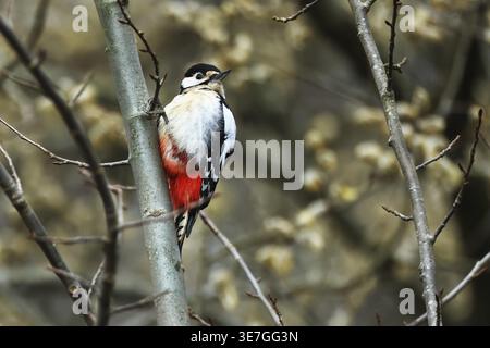 Großspecht, Dendrocopos malor, auf der Suche nach Essen, Burbach Nordrhein-Westfalen Stockfoto