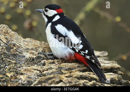 Großspecht, Dendrocopos malor, auf der Suche nach Essen, Burbach Nordrhein-Westfalen Stockfoto