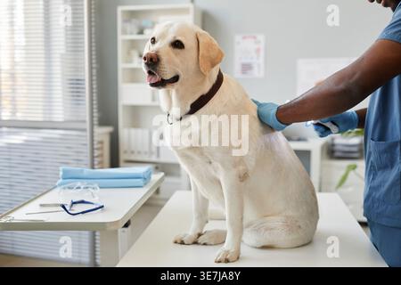 Schwarze Tierarztmannhände untersuchen Hundestaunen in der Klinik Stockfoto