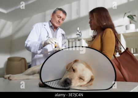Asiatische Besitzerin spricht mit kaukasischem männlichen Tierarzt in der Nähe eines Hundes mit elisabethanischem Plastikkragen um den Hals schlafend auf medizinischem Tisch i... Stockfoto