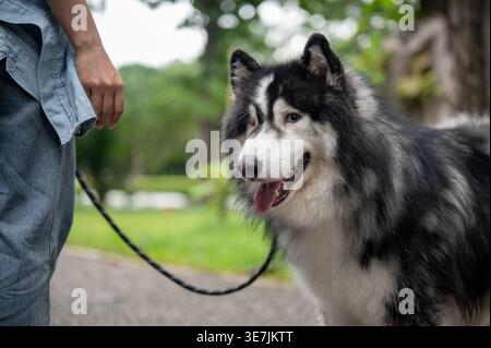 Asiatische Frau, die tagsüber mit sibirischem Huskyhund im Park steht Stockfoto