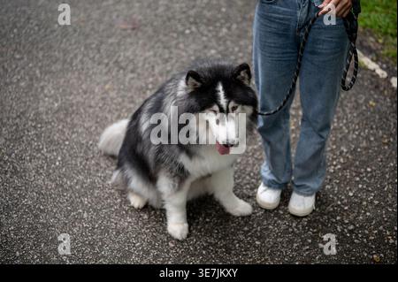 Asiatische Frau, die tagsüber mit sibirischem Huskyhund im Park steht Stockfoto