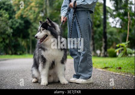 Asiatische Frau, die tagsüber mit sibirischem Huskyhund im Park steht Stockfoto
