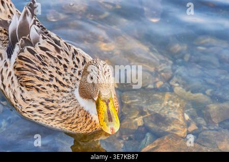 Nahaufnahme von weiblichen Stockenten mit leuzistischem Gefieder, einzigartigen hellen gesprenkelten Federn, während sie in kristallklarem Wasser mit sichtbaren Steinen schwimmen Stockfoto