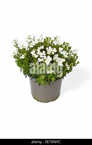 'Iberis sempervirens' Evergreen Candytuft Pflanze mit weißen Blüten im grauen Topf auf weißem Hintergrund Stockfoto