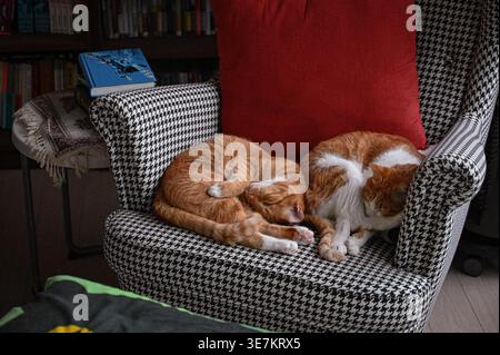Zwei Ingwerkatzen schlafen zusammengerollt auf einem gemusterten Sessel in einer gemütlichen Inneneinrichtung. Stockfoto