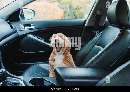 Ein kleiner Toy Poodle und Havanese Mischhund sitzt auf dem Vordersitz eines Autos. Der Hund gähnt, während er auf dem Ledersitz sitzt. Die Sonne scheint durch das Auto Stockfoto