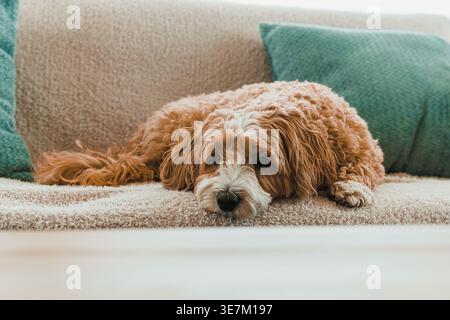 Der Hund liegt auf einer Couch mit weichen Kissen in einem Wohnzimmer. Sonnenlicht kommt durch das Fenster. Der Hund sieht bequem und entspannt aus und genießt die Mutter Stockfoto