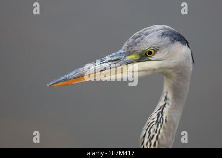 Afrikanischer Graureiher / Graureiher / Ardea cinerea Stockfoto