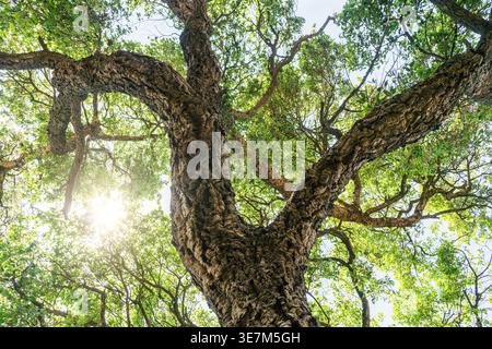 Eichenstämme, bedeckt mit alter Rinde, Nahaufnahme. Stockfoto