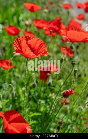 Leuchtend rote Mohnblumen blühen in scharfem Fokus, vor einem unscharfen natürlichen grünen Feld. Diese Nahaufnahme fängt die zarten Blütenblätter und die komplizierte da ein Stockfoto