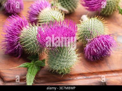 Mariendistel Blumenköpfe auf hölzernem Schneidebrett aus nächster Nähe. Stockfoto