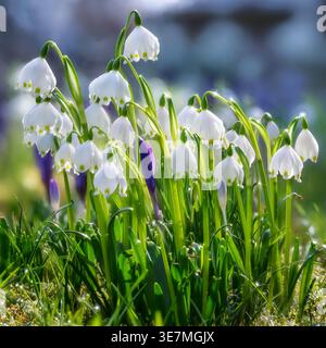Wunderschöne blühende Frühlingsschneeflocken Stockfoto