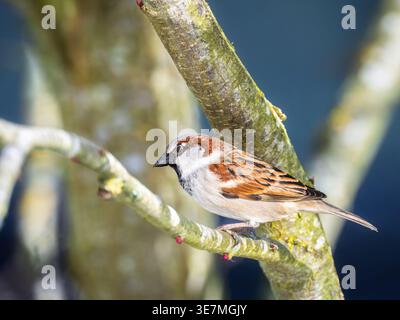 Nahaufnahme eines männlichen Haussperrenvogels, der auf einem Baum sitzt Stockfoto