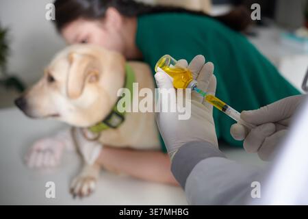 Asiatische weibliche Veterinärkrankenschwester umarmt labrador Retriever Hund, während männlicher Tierarzt Spritze mit Medizin in der Tierklinik füllt Stockfoto